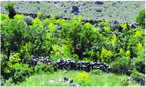 General view of the Ferula drudeana population in the stone-walled ...