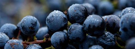 Merlot Moves on from Miles' Sideways Swipe | Wine-Searcher News & Features