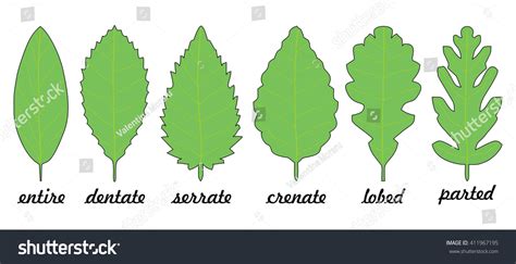 97 Entire Leaf Margin Images, Stock Photos & Vectors | Shutterstock