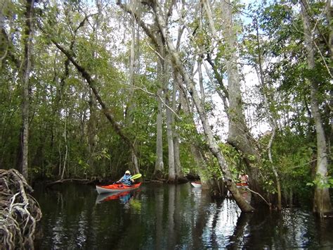 Ocklawaha River - Below the Dam - Adventure Outpost