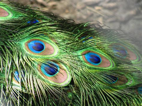 Types of peacocks – How They Look and Behave – Information Industry – Know More