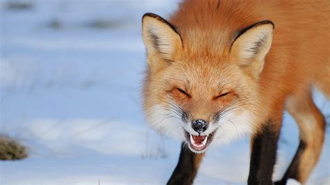 Hintergrundbilder : 1920x1080 px, Tiere, geschlossene Augen, Fuchs ...