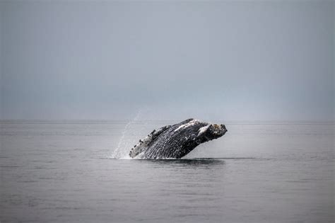 TBI’s 5 Best: Spots for Watching the Gray Whale Migration | by The Bold Italic Editors | The ...