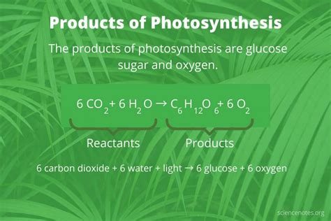 Two Products Of Photosynthesis