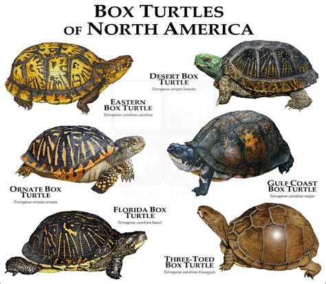 Box Turtles of North America Poster Print - inkart