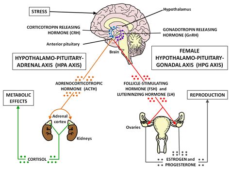 There's No Protocol to Healing Hormones, You Have to Learn Your Body