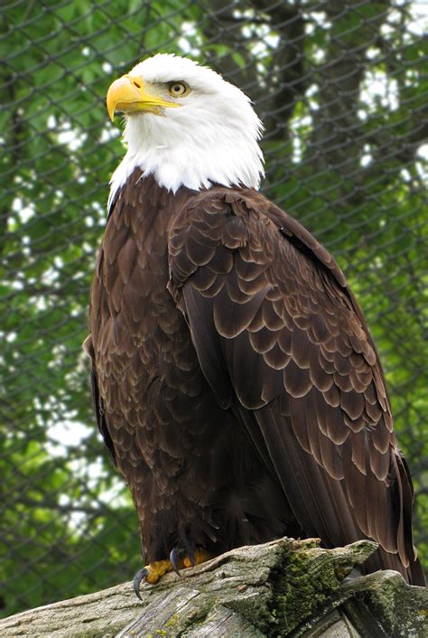 File:Bald Eagle Magnetic Hill Zoo.jpg - Wikimedia Commons