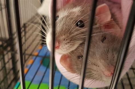 How to Take Care of a Pet Rat - Caring for Pets