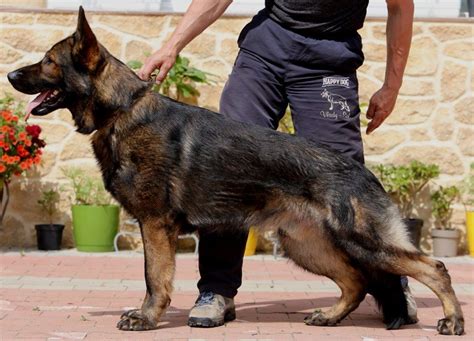 Benefits Of Having German Shepherd Dog For Protection – Ecologiaaldia