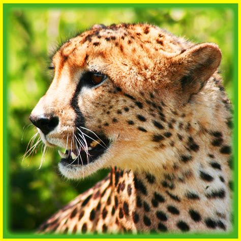 Relative Top Speeds of Common Land Animals: Is the Cheetah Really the Fastest? - HubPages