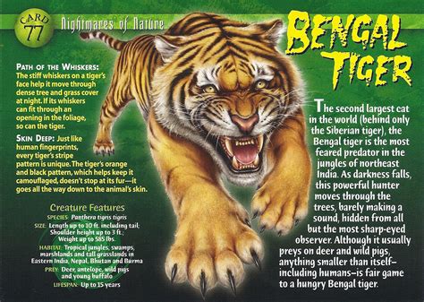 Image - Bengal Tiger front.jpg | Wierd N'wild Creatures Wiki | FANDOM ...