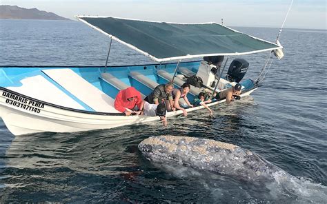 Magdalena Bay Whale Watching | Explora Baja