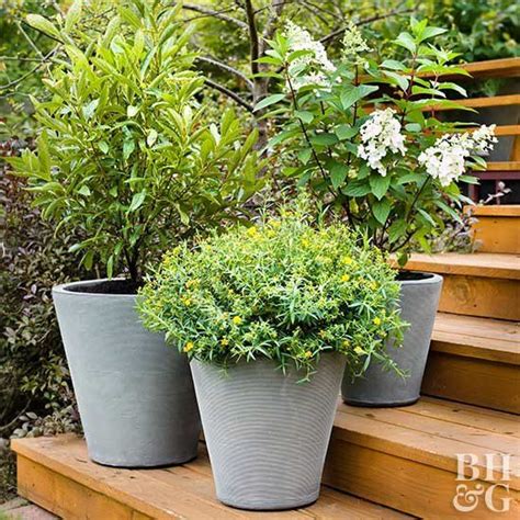 7 Best Types of Shrubs For Planting in Containers | Small space ...