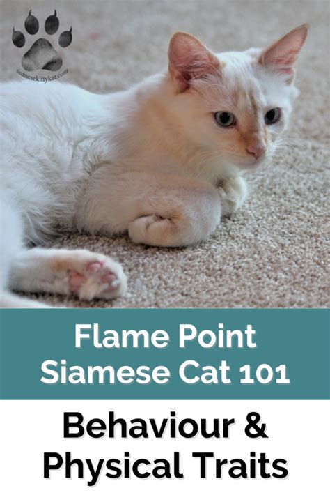 All About Flame Point Siamese Cats: A Comprehensive Guide