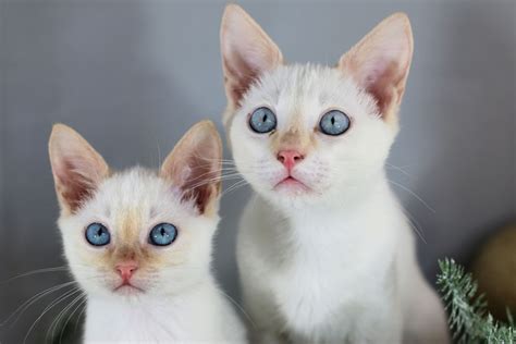 Flame Point Siamese