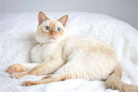 Understanding Flame Point Siamese Cats