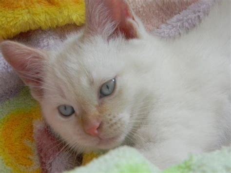 flame point siamese for sale