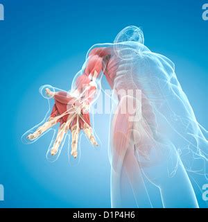 Human Hand Muscles Computer Illustration Stock Photo Alamy