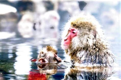 From Tokyo: Snow Monkey & Zenkoji Temple Private Tour 