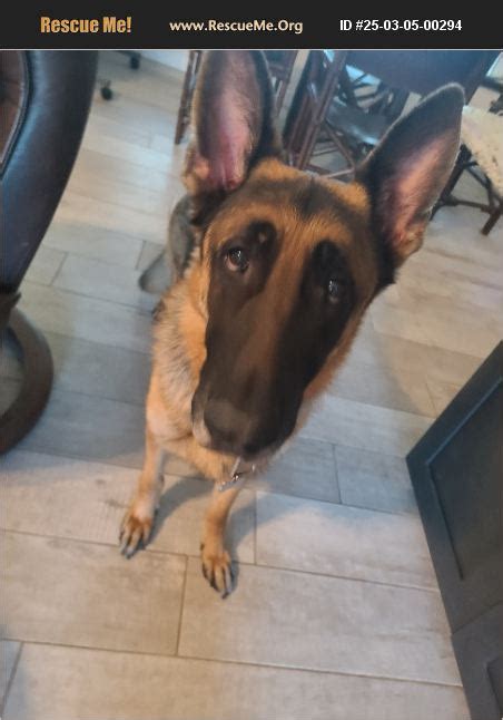 Adopt German Shepherd Rescue Beverly Hills Fl