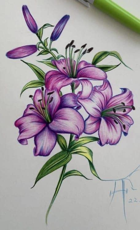 Pin By Salsabeela Ashraf On For Search In Flower Art Drawing