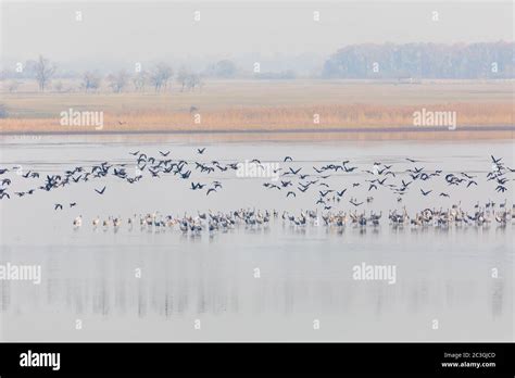 Common crane hortobagy national hi-res stock photography and images - Alamy 