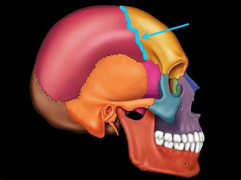 Mhs Types Of Joints And Joint Movements Lesson Flashcards Quizlet