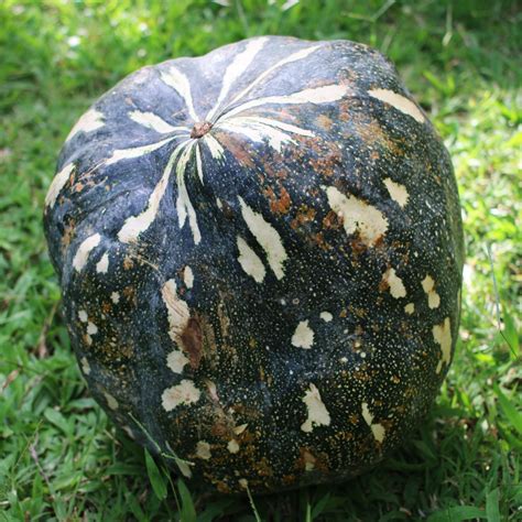 Fascinating Pumpkin Crosses: Grenada Black x Seminole | The Survival ... 