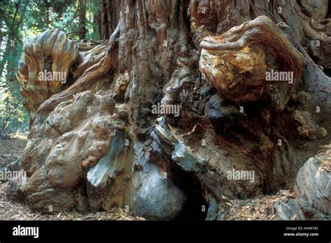 Redwood trunk base hi-res stock photography and images - Alamy 
