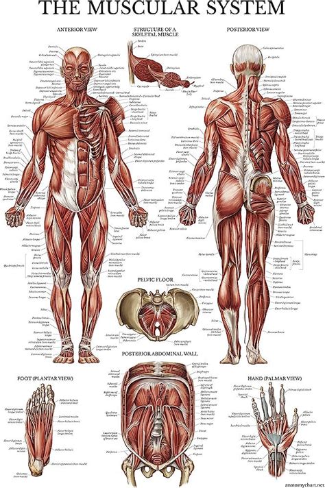 Palace Learning Muscular System Anatomical Poster Laminated Muscle