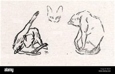 Detailed feline study hi-res stock photography and images - Alamy 