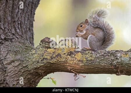 Eastern Grey Squirrel Sciurus Carolinensis Stock Photo Alamy