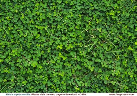 Creeper Texture Green Leaves Bush Top View