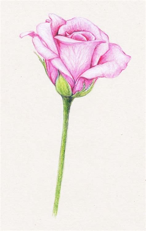 Comment Dessiner Une Rose Mon Guide Simpliste Avec Techniques Et