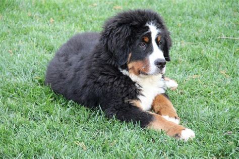 Chien Hamani De la grange aux chênes Elevage de la Grange aux