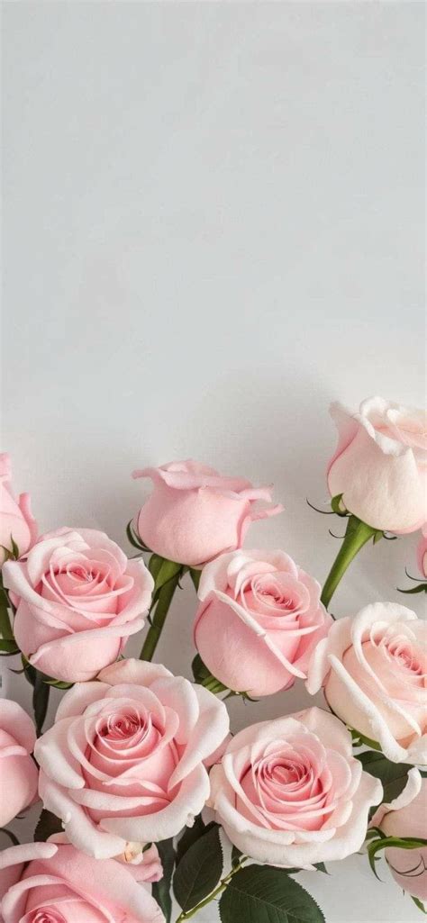 Pin By Sarah Hasan On Rose Rooose Floral Wallpaper Phone Iphone