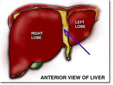 Anatomy Unit 20 Flashcards Quizlet