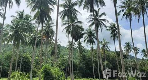 Land For Sale In Maenam Surat Thani For U