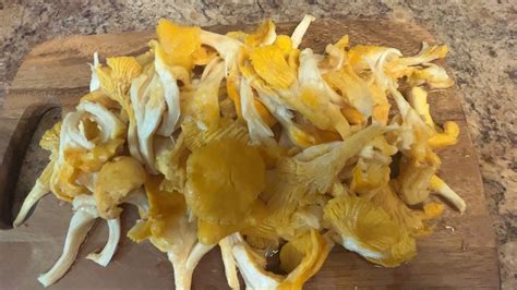 Delicious Mushroom Chanterelle