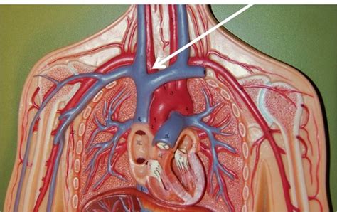 A P Lab Exam Circulation Flashcards Quizlet