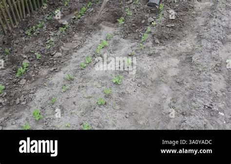 Tilling The Soil Of The Ground With A Hoe Working On An Earth