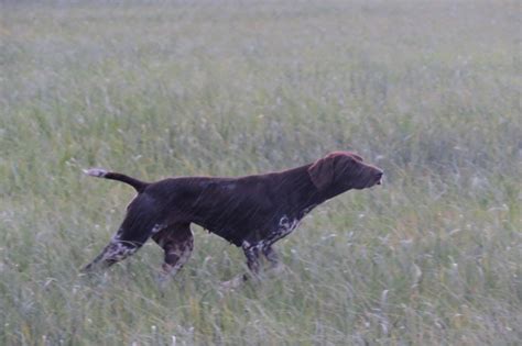 Chiots Venir Du Clos Saint Emilion Braque Allemand Poil Court