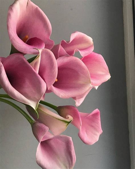 Pin By Gigi On Luxe Pink Calla Lilies Boquette Flowers Flower Therapy