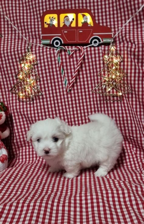 Chiots Vendre Elevage Des Sentiers Du Perche Am Lie Chapon