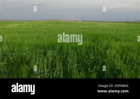 Green Field And Blue Sky With Clouds Stock Video Footage Alamy