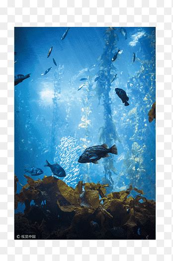 Oceans And Underwater Life Png Images PNGEgg