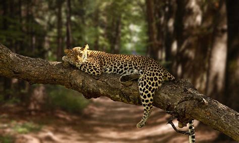 sri lanka wildlife safari guide