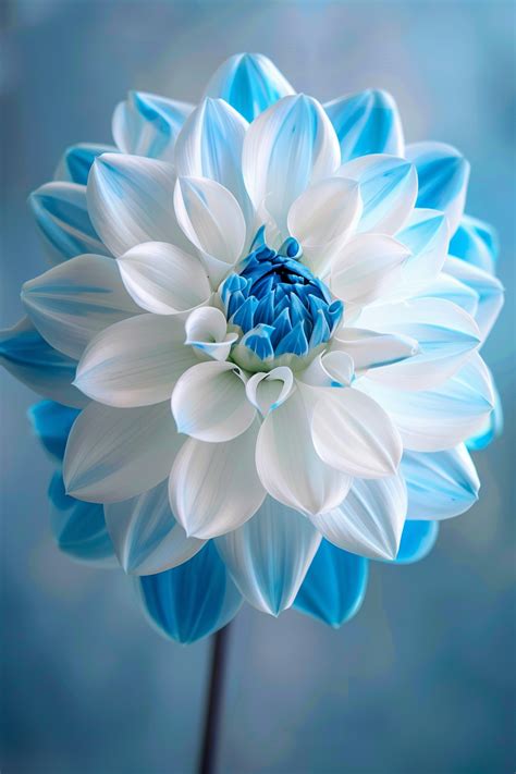 Blue And White Dahlia Dahlia Pinnata Amazing Flowers Flower