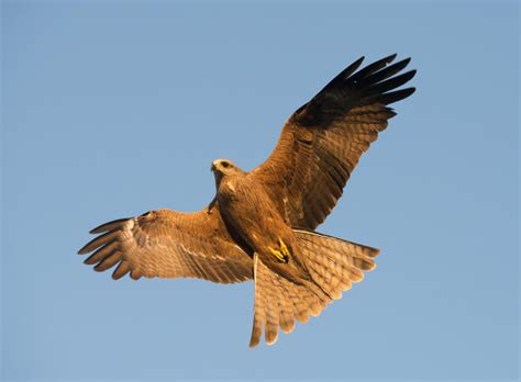 birds  prey deliberately ignite wildfires