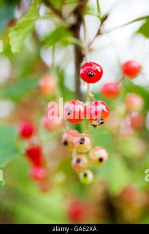 Red Currant Close Up Stock Photo Alamy